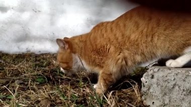 Kızıl bir kedi bir kış günü sokakta yürüyor..