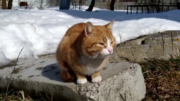 Un gato jengibre está tomando el sol en un día de invierno. — Vídeos de Stock