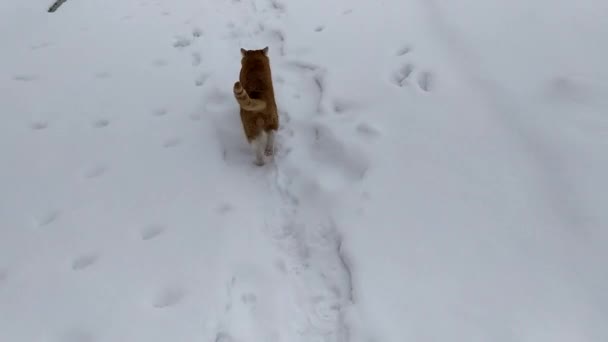 Un gato jengibre corre por un sendero nevado en un huerto en un día de invierno. — Vídeos de Stock