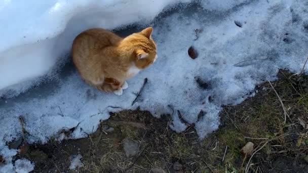 Un gato jengibre se sienta en la nieve afuera en un día de invierno. — Vídeos de Stock