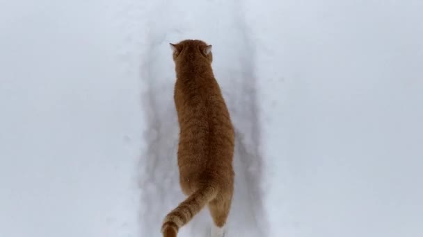 Un gato jengibre corre por un sendero nevado en un día de invierno. — Vídeos de Stock