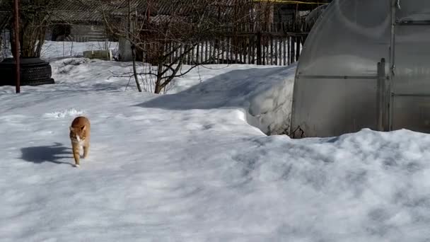 Un gato jengibre camina sobre una corteza de nieve cerca del invernadero. Día de invierno en el huerto. — Vídeo de stock