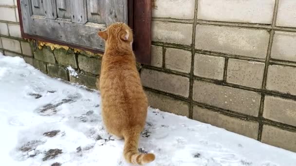 Seekor kucing berambut merah meminta untuk memasuki rumah pada hari musim dingin. — Stok Video