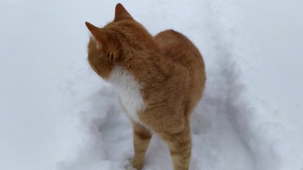 Ingefära katt på en bakgrund av snö. Katt på en snöig stig. — Stockvideo