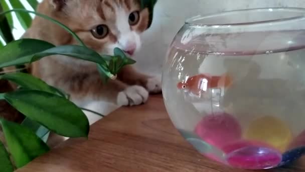 Katt och fisk. Ingefära kattunge se upp för guldfisk simmar i akvariet. — Stockvideo