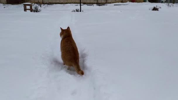 Chat roux sur fond de neige blanche. Le chat marche sur un sentier enneigé. — Video