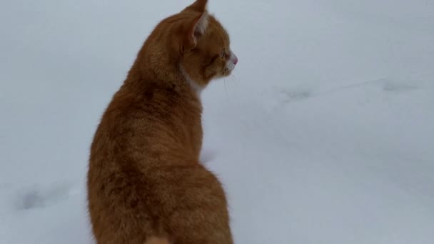 Ingwerkatze auf einem Hintergrund aus Schnee. Die Katze läuft auf einem verschneiten Pfad. — Stockvideo