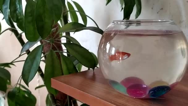 Złota rybka w akwarium. Mała ryba pływa w okrągłym akwarium. — Wideo stockowe