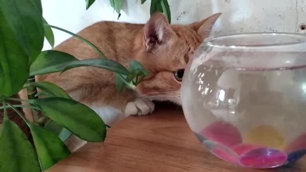 El gato y el pez dorado. Ginger gatito cuidado con los peces nadando en el acuario. — Vídeo de stock