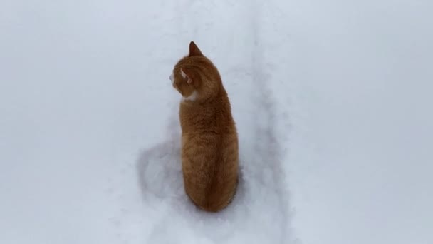 Ginger cat se sienta en la nieve. Gato en un sendero nevado. — Vídeos de Stock