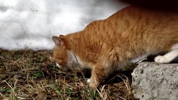 Un gato jengibre camina por la calle en un día de invierno. — Vídeos de Stock