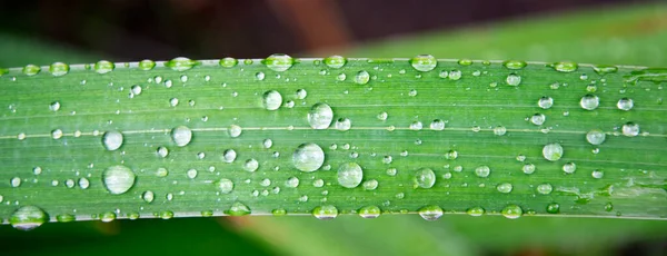 Dew Kapky Ostří Průhledné Kapky Vody Zeleném Listu — Stock fotografie