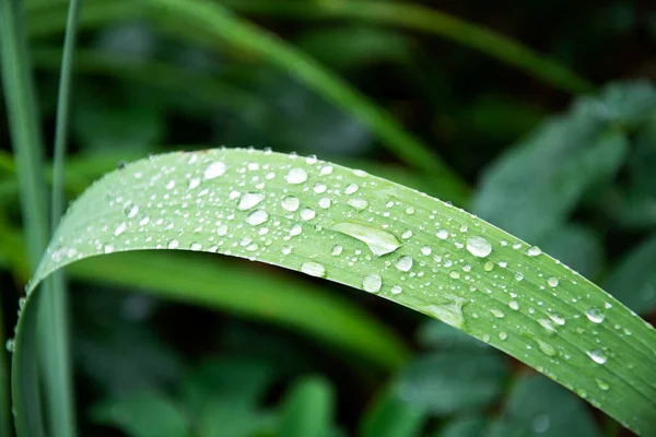 Kapky Rosy Listu Ostří Průhledné Kapky Vody Zeleném Listu — Stock fotografie