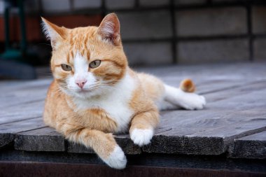 Kızıl kedi ahşap bir arka planda yatar. Kedi evin verandasında..