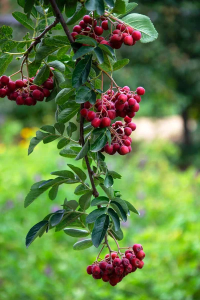 Frutas Rowan Montón Cenizas Montaña Rowan Rojo Sobre Fondo Borroso — Foto de Stock