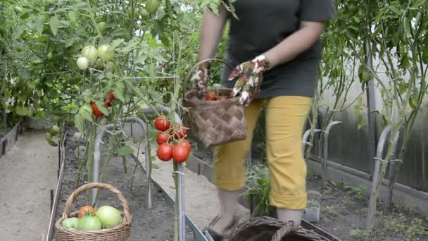 Mujer Recoge Cosecha Tomates Canasta Tomates Maduros Invernadero Cosechar Verduras — Vídeo de stock