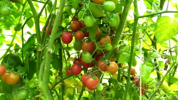 Pomidory Wiśniowe Krzaku Szklarni Krzew Dojrzałych Pomidorów Zbieranie Warzyw — Wideo stockowe