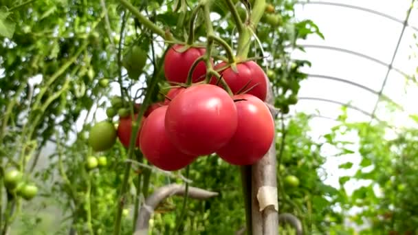 Tomatensträuße Einem Strauch Einem Gewächshaus Ein Strauch Reifer Roter Tomaten — Stockvideo