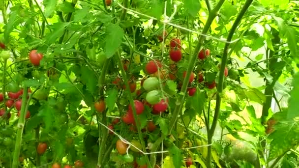 Ein Tomatenstrauch Einem Gewächshaus Reife Kleine Kirschtomaten Gemüse Ernten — Stockvideo