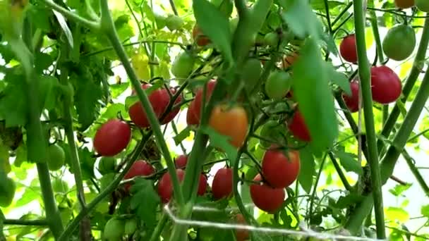 在温室的灌木丛里放着樱桃西红柿 一丛丛成熟的小西红柿 收获蔬菜 — 图库视频影像