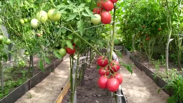 Tomatensträuße Auf Einem Busch Ein Strauch Reifer Roter Tomaten Der — Stockvideo