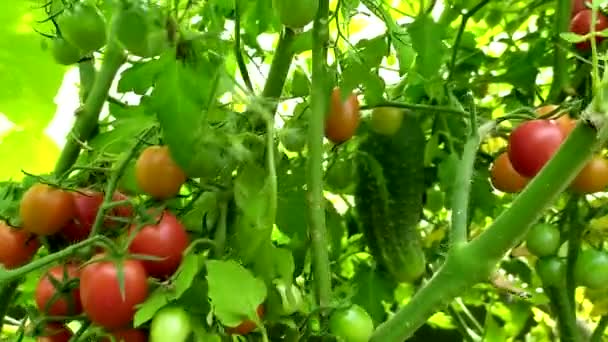 Kirschtomaten Einem Strauch Einem Gewächshaus Tomatenbusch Gemüse Ernten — Stockvideo