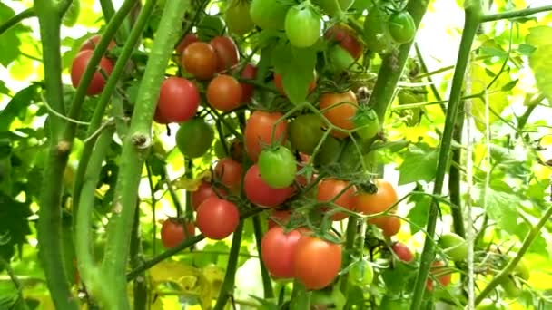Kirschtomaten Strauch Ein Strauch Kleiner Tomaten Einem Gewächshaus Gemüse Ernten — Stockvideo