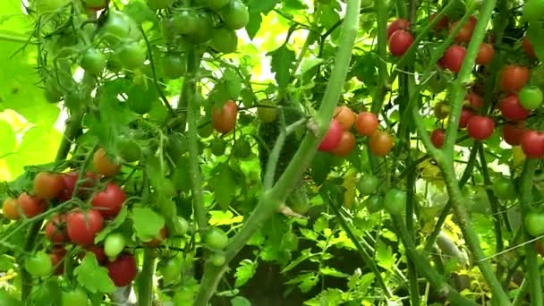 Kirschtomaten Strauch Ein Strauch Kleiner Roter Tomaten Einem Gewächshaus Gemüse — Stockvideo