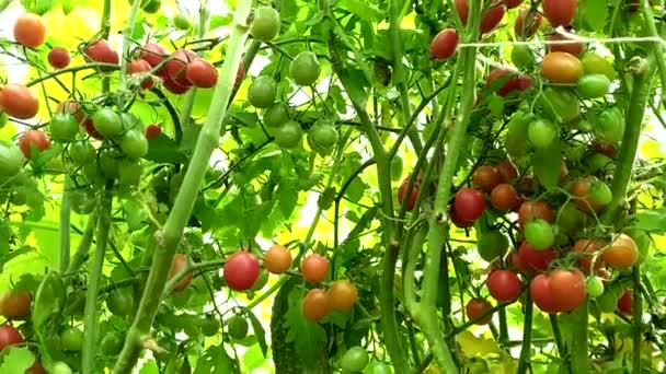 Kirschtomaten Ein Strauch Reifer Tomaten Einem Gewächshaus Gemüse Ernten — Stockvideo