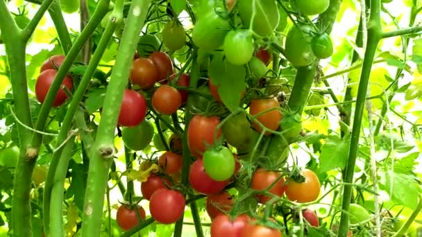 Tomates Cereja Arbusto Pequenos Tomates Uma Estufa Colheita Legumes — Vídeo de Stock