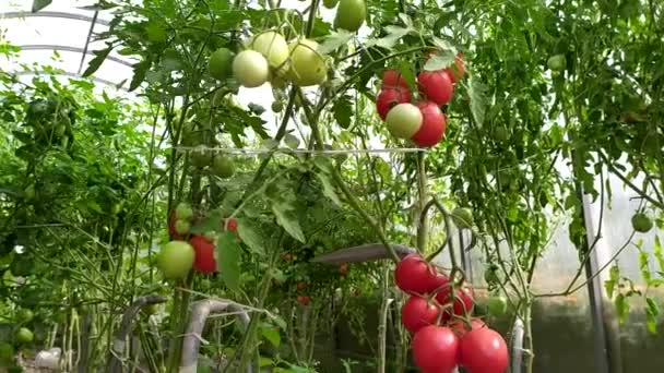 Rote Tomaten Strauch Ein Strauch Reifer Tomaten Der Einem Gewächshaus — Stockvideo