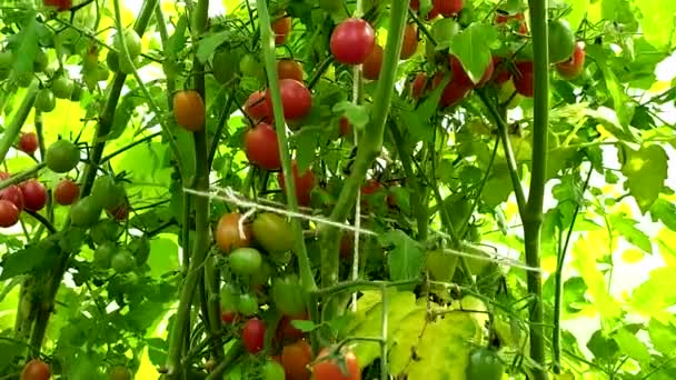 Reife Kleine Kirschtomaten Ein Tomatenstrauch Einem Gewächshaus Gemüse Ernten — Stockvideo