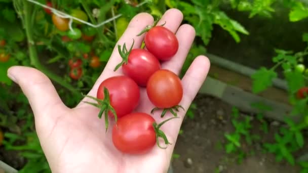 Tomates na mão. Um agricultor colhe vegetais em estufa. Tomates pequenos na palma da mão de uma mulher. — Vídeo de Stock