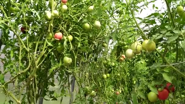 Ντομάτες Στο Θάμνο Θάμνοι Ντομάτας Φυτρώνουν Θερμοκήπιο Συγκομιδή Λαχανικών — Αρχείο Βίντεο