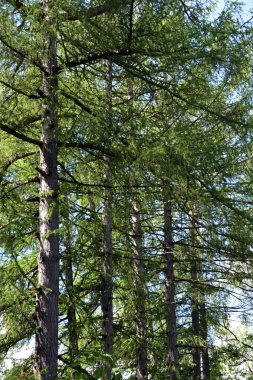 Orman. Ormandaki uzun kozalaklı ağaçlar. Güneşin altında bir ağaç gövdesi.