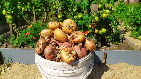 Cebolla Cosechando Cebollas Otoño Cabezas Cebolla Cubo — Foto de Stock