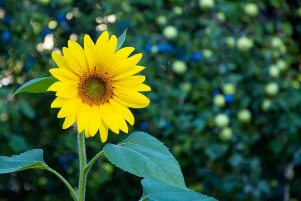 Соняшник Молодий Соняшник Зеленому Природному Розмитому Фоні Жовта Квітка — стокове фото