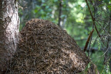 Antrill. Ormandaki bir ağaç gövdesinin yakınındaki karınca evi..