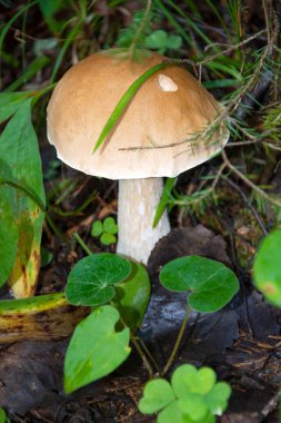 Yalnız beyaz mantar. Ormanda yenilebilir mantarlar yetişir. Mantar ailesi..