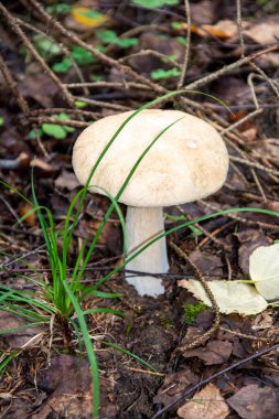 Beyaz mantar. Ormanda yenilebilir mantarlar yetişir. Mantar ailesi..