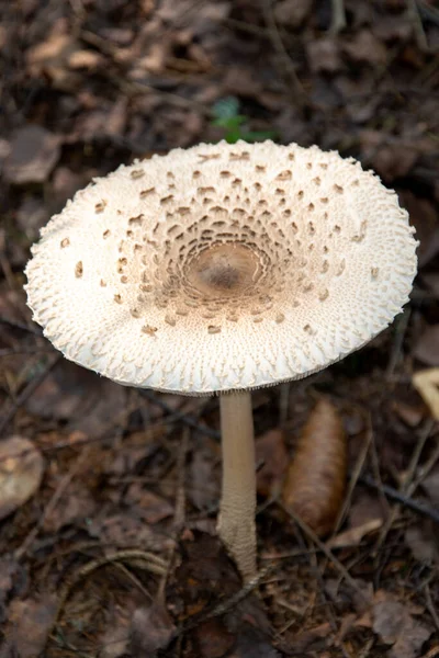 A beautiful poisonous mushroom grows in the forest. Mushroom white toadstool.