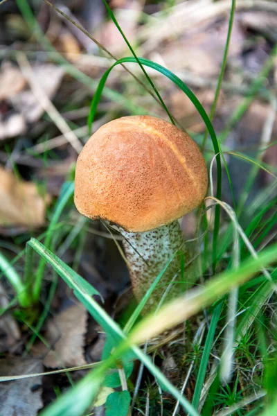 Samotny Boletus Lesie Rosną Jadalne Grzyby Rodzina Grzybów — Zdjęcie stockowe