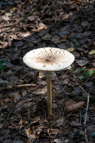 Champignon Crapaud Beau Tabouret Blanc Pousse Dans Forêt — Photo