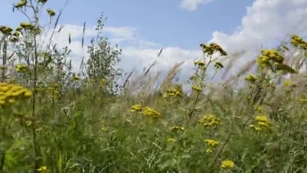 Kwitnące Zioła Łące Dzikie Kwiaty Kołyszą Się Wietrze Las Horyzoncie — Wideo stockowe