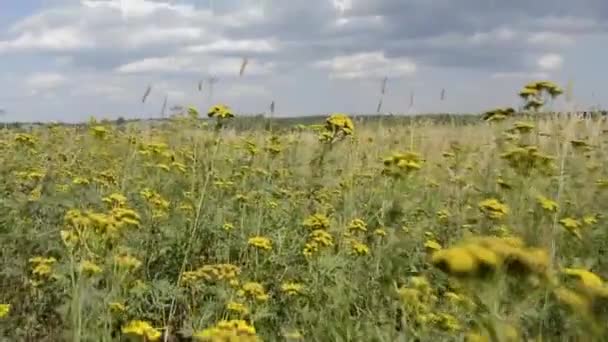 Blooming Herbs Meadow Wildflowers Forest Horizon — Stock Video