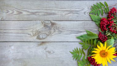 Çiçek ve böğürtlenli ahşap bir arka plan. Ayçiçeği ve kırmızı dağ külleri tahtalarda yatıyor..