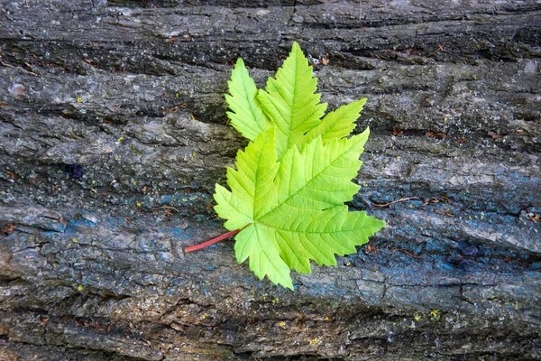 Feuille Verte Feuillage Sur Fond Écorce Vieil Arbre Contexte Naturel — Photo