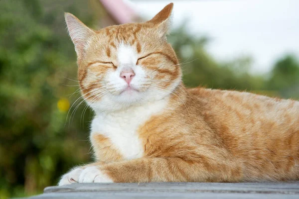 Ingwerkätzchen Aus Nächster Nähe Porträt Einer Niedlichen Gestromten Katze Nahaufnahme — Stockfoto