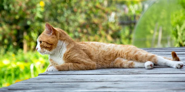 Katten Ligger Träbakgrund Ingefära Kattunge Utsträckt Ute Det Fria — Stockfoto