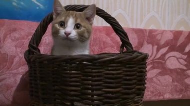 Sepetteki kedi. Kızıl bir kedi yavrusu hasır bir sepetin içinde saklanıyor..